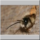 Osmia bicornis - Rote Mauerbiene 09.jpg
